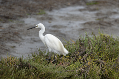 0071-CHAPEL-Martine-Aigrette