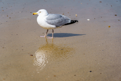 0071-CHAPEL-Martine-Mouette