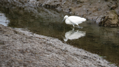 0071-CHAPEL-Martine-Reflets