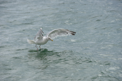 0071-LAGADEC-Thierry-Envole