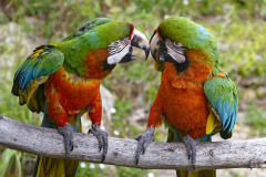 0079-LAVELLE-Frederic-Aras