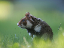 0001-FEVRE-Caroline-Grand-hamster