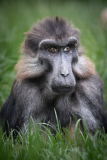 0009-CONAN-Serge-Singe