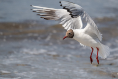 0010-PLANTIER-Stephanie-Mouette-rieuse