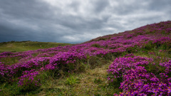 0024-GOAVEC-Martine-Couleurs