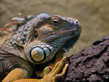 0030-AMOZOQUENO-Camilo-Reptile