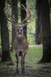 0030-CONAN-Serge-Le-cerf