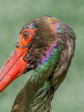0030-LE-BOURHIS-Josette-Cigogne-noire