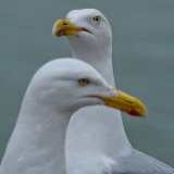 0042-CHERON-Francoise-Mouette-Mouette