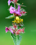 0047-BEAU-Stephane-Misumena-Vatia