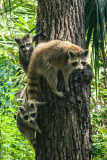 0047-CAPORAL-Jean-Francois-Famille-Raton