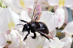 0047-KOSS-Mario-Abeille-noire-et-rose