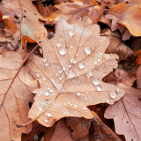 0053-LE-BOURHIS-Josette-Feuilles-d39automne