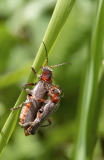 0058-BEAU-Stephane-Insectes-en-duo