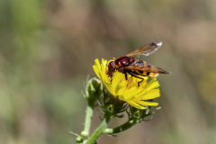 0062-BEAU-Stephane-Insecte-1