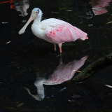 0062-KOSS-Mario-Oiseau-cuillere-profil