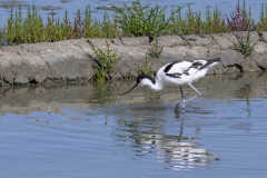 0066-PLANTIER-Alain-Avocette-elegante