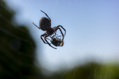 0066-VICARI-Alain-Emballe