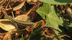 0078-PARENT-Benoit-Lezard-tranquille