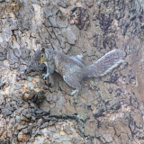 0083-PARENT-Benoit-Ecureuil-londonien