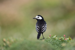 0001-FEVRE-Caroline-Bergeronnette