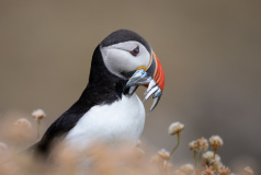 0001-FEVRE-Caroline-Macareux