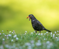 0003-AUTHIE-Anne-Lise-Repas-du-merle