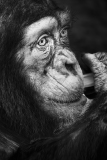 0005-CONAN-Serge-Regard-de-singe-