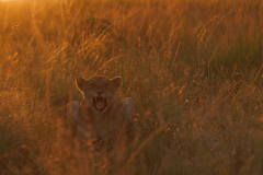 0005-REMOADI-Albert-Intimidation