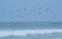 0007-AUTHIE-Anne-Lise-Envol