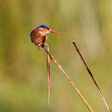 0009-REMOADI-Albert-Position-instable