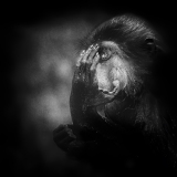 0012-CONAN-Serge-L39air-de-rien-