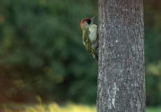 0015-FEVRE-Caroline-Pivert