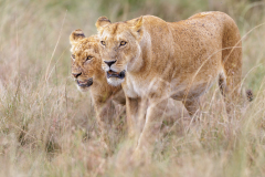 0015-FOURNIER-Laurence-Ensembles