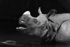 0019-AMOZOQUENO-Camilo-Rhinoceros