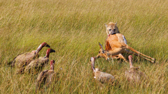 0020-REMOADI-Albert-C-est-a-moi-maintenant