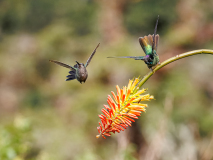 0020-REMOADI-Albert-Deux-pour-une-belle