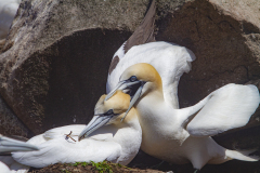 0022-BEAU-Stephane-FOUS-D39AMOUR