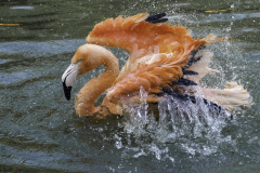 0022-LE-BOURHIS-Josette-Au-bain