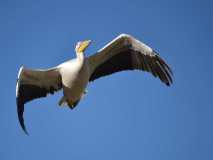 0025-CHERON-Francoise-Le-vol-du-pelican