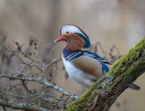 0026-AUTHIE-Anne-Lise-Plumage-nuptial