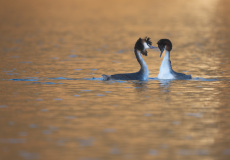 0026-FEVRE-Caroline-Parade