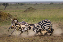 0026-FOURNIER-Laurence-Bagarreurs