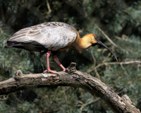 0038-DARNAULT-Assunta-Ibis-a-face-noire