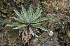 0040-CHABONAT-Alain-Plante-grasse-1