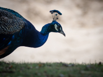 0042-AMOZOQUENO-Camilo-Portrait-de-paon