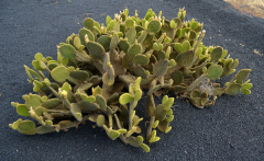 0044-CHABONAT-Alain-Plante-grasse-2