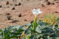 0045-CHABOD-Luc-Tricolore