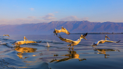 CHASSAC-Gerard_atterrisage-de-pelicans
