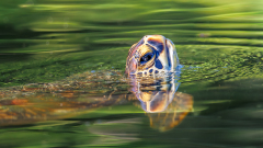 FOURNIER_Laurence_Tortue-a-ecailles
